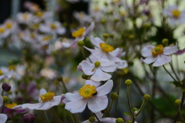 Chinese anemone or Japanese anemone, thimbleweed, or windflower. Natural light