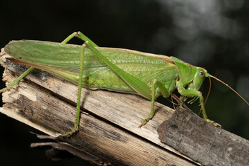 Great green bush-cricket (Tettigonia viridissima on a dry branch. Place for text.