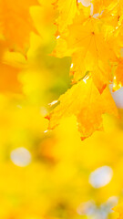 Autumn background with maple leaves. Autumn orange leaves over blurred background. Copy space