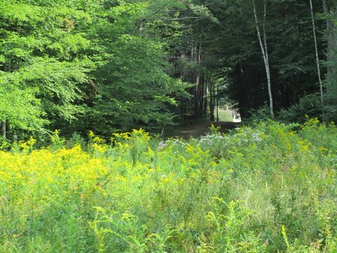 Field of Flowers Near Dirt Road
