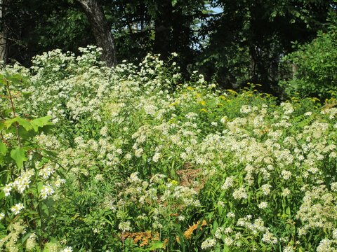 flowers in the field