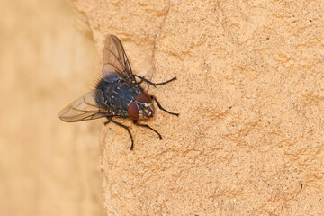 Mosca