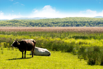 Cows grazing on a summer meadow in sunny day