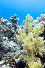 Naklejka na ściany i meble Colorful coral reef at the bottom of tropical sea, broccoli corals, underwater landscape