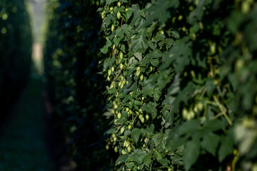 Hopfen