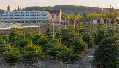 Weihnachtsbaumfarm vor Bamberger Stadtbild 