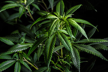 Mature marijuana plant with bud and leaves. Marijuana plant texture on an indoor cannabis farm.The concept of Indoor grow marijuana. marijuana for recreational purposes.