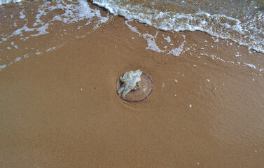 there are several discarded jellyfish on the sandy shore