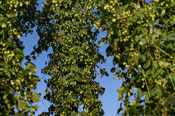 Hopfen