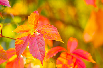 Red autumn leaves. Autumn nature background with bokeh. Copy space