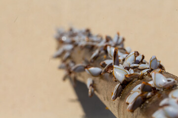 mussels on a wooden stick