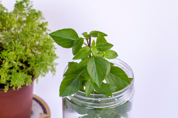 Green,fresh basil,Ocimum basilicum in the form of a ball on the white background with copy space