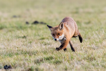 Cute Red Fox, Vulpes vulpes in fall forest. Beautiful animal in the nature habitat. Wildlife scene from the wild nature. Red fox running in orange autumn leaves