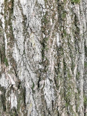 Texture of tree bark closeup. Moss covered tree bark texture closeup.