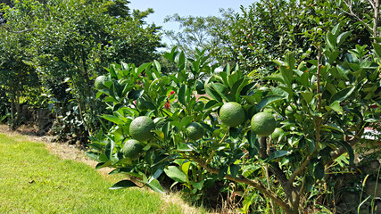 한국 제주도의 대표적인 과일 귤이 익지 전 모습 청귤