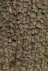 Tree bark forest and village nature texture