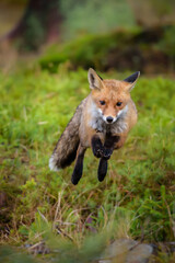 Cute Red Fox, Vulpes vulpes in fall forest. Beautiful animal in the nature habitat. Wildlife scene from the wild nature. Red fox running in orange autumn leaves
