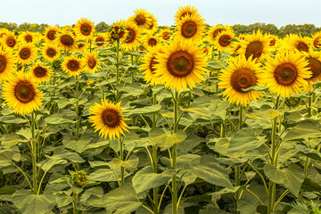 Blooming sunflower in the field. Blooming sunflowers hats and beautiful blue sky.