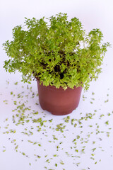 Green,fresh basil,Ocimum basilicum in the form of a ball on the white background with copy space