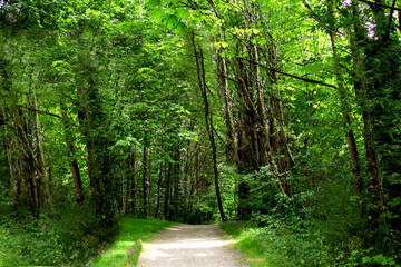 Hiking trail with green trees forest foliage