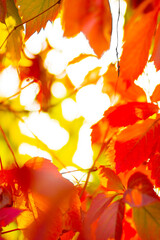 Red autumn leaves. Autumn nature background with bokeh. Copy space