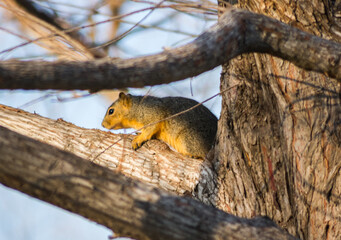 Squirrel at White Rock Lake, Dallas.