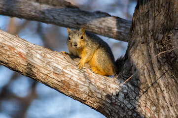 Naklejka na ściany i meble Squirrel at White Rock Lake, Dallas.
