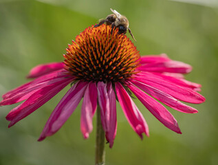 Macro of a bee extracting pollen from a Raspberry Kismet echinacea, coneflower, lightly scented, isolated in a Midwest garden.