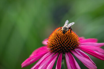 Macro of a bee extracting pollen from a Raspberry Kismet echinacea, coneflower, lightly scented, isolated in a Midwest garden.