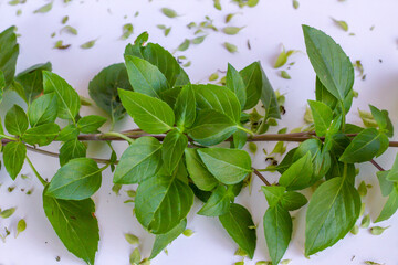 Green,fresh basil in the on the white background with copy space