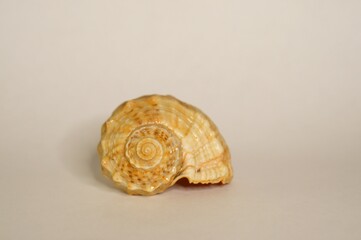 Shell on a uniform background. Background image.