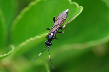 Ichneumon wasp (probably Ichneumon stramentarius) on a leaf of an Evergreen spindle, Japanese spindle (Euonymus japonicus), family Celastraceae. Netherlands, October
