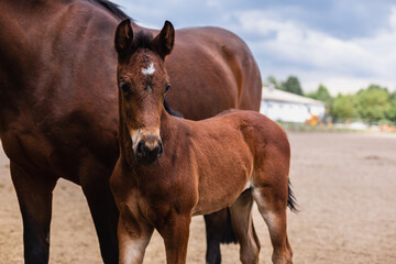 Fototapeta premium Adorable foal with his mother on the farm.