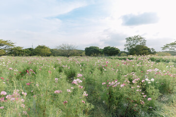 A public  outdoor flower field with pink flowers in full bloom in the spring season