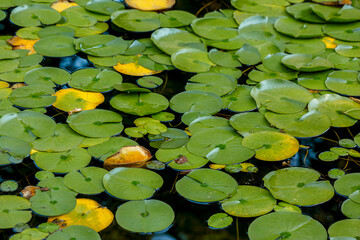 water lily in the pond