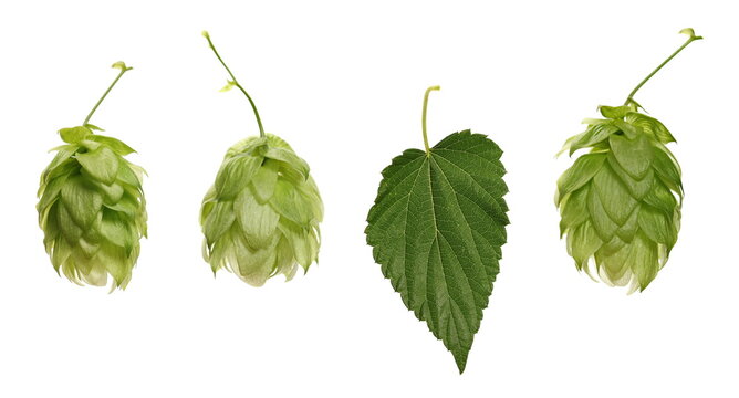 Set fresh hops and leaf, humulus lupulus isolated on white background with clipping path