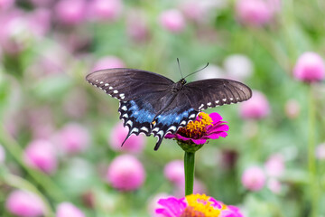 Pretty Spicebush Swallowtail Butterfly Pollinating Flowers