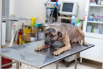 Serbian Defence Dog breed lying on veterinary table and gets intravenous infusion through his leg. Looking sick and exausted.