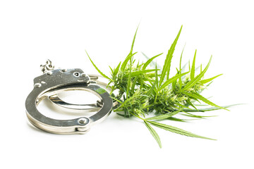 Marijuana bud flowers of cannabis and handcuffs