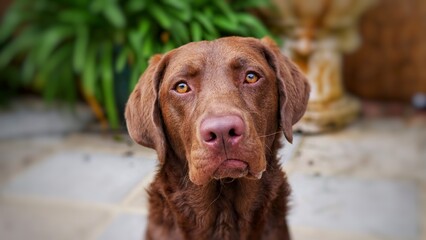 Young labrador portrait with guilty, cute face