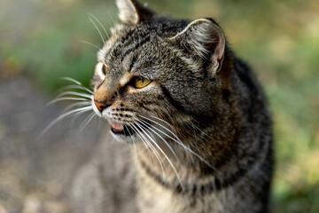 cute cat with open mouth outdoor. hungry cat, veterinary advertising concept