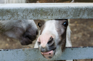 a horse in the zoo peeps through the fence