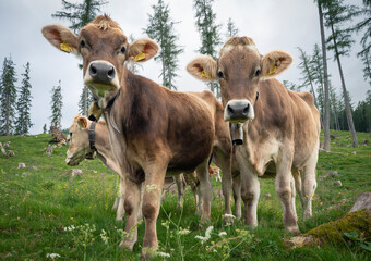 calves