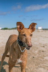 Perro rubio en la playa