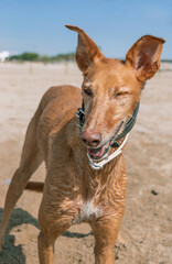 Naklejka premium Perro en la playa guiñando un ojo 