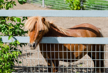 brown shetland pony in a paddock with a beautiful hairstyle