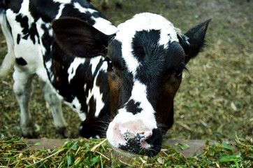  cow color Dolmatinsky. a man feeds a cow. Agriculture. livestock. feeding cattle. farming.