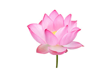Pink Lotus flower isolated on white background. File contains with clipping path so easy to work.