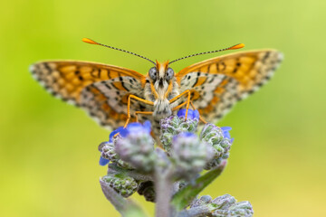 Macro shots, Beautiful nature scene. Closeup beautiful butterfly sitting on the flower in a summer garden.

