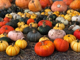 pumpkins on the ground